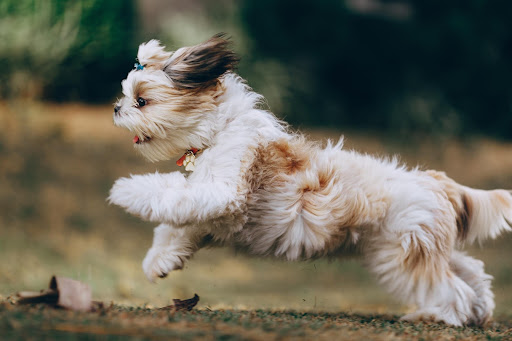 Dog blog 1