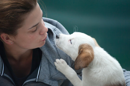 Dog blog 3